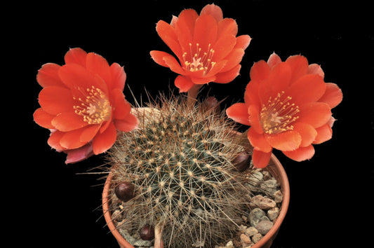 Cactus - Aylostera kupperina Seeds