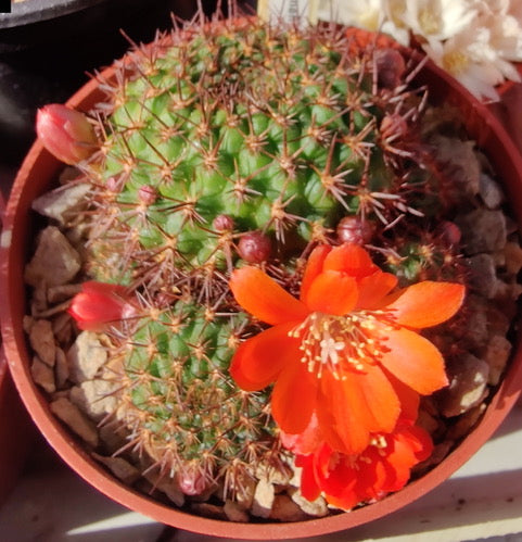Cactus - Aylostera mandingaensis Seeds