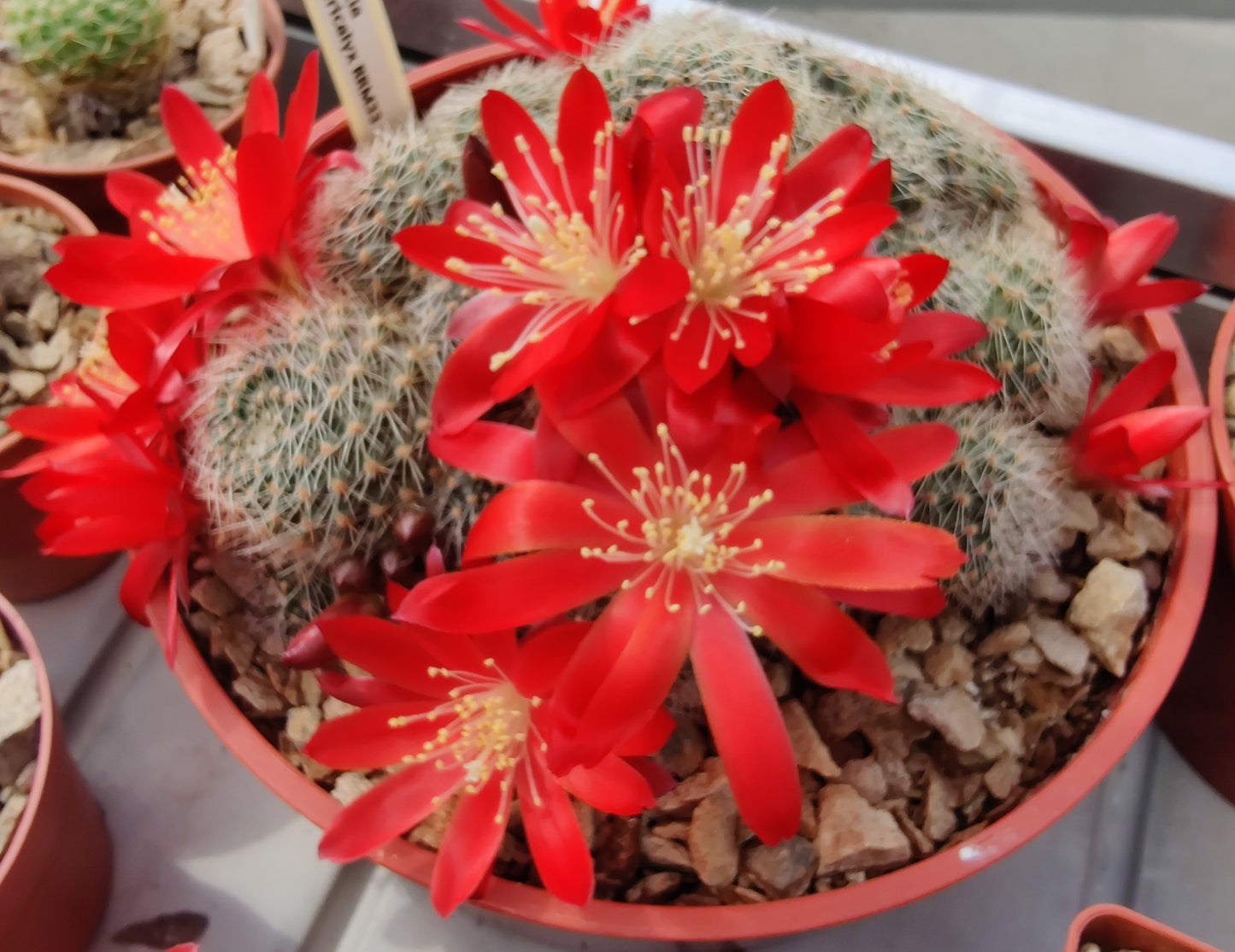 Cactus - Aylostera patericalyx Seeds