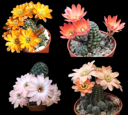 Cactus The Collectors Flowering Mix Seeds
