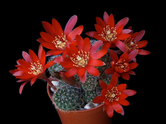 Cactus - Aylostera spegazziniana Seeds