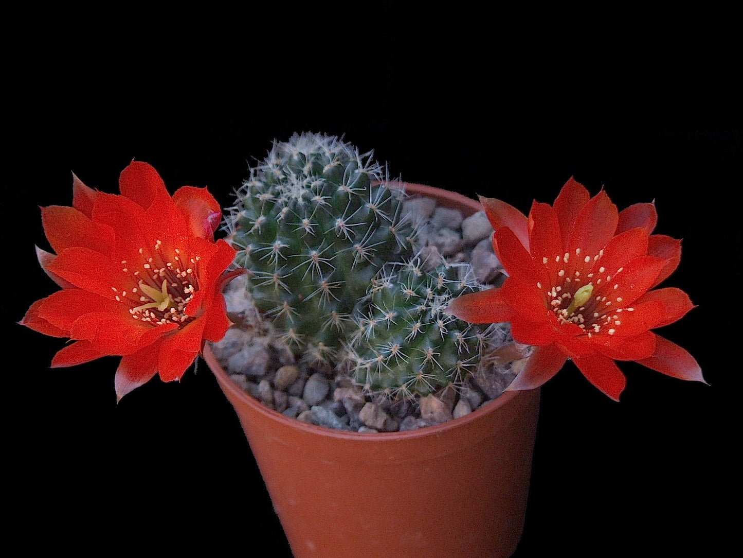 Cactus - Aylostera steinmanni - Mixed Varieties Seeds