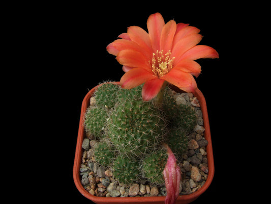 Cactus - Aylostera tarvitaensis Seeds