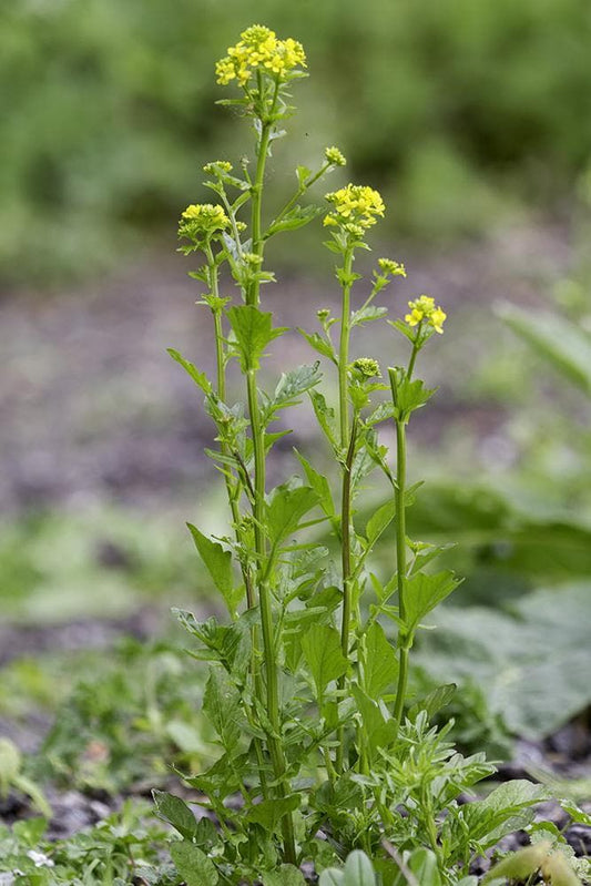 Barbarea Vulgaris Winter Cress Seeds