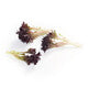 Lettuce Salanova Knox Crisp Frisee Barbex RZ Seeds