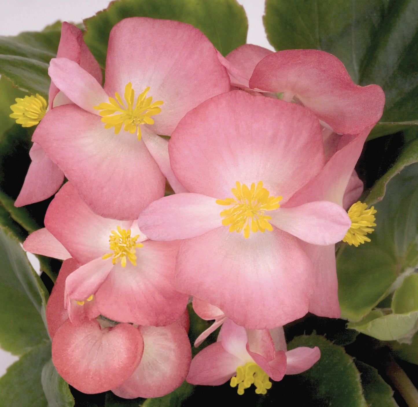 Begonia Heaven Rose Bicolour Seeds