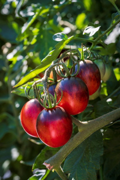 Tomato Black Moon F1 Hybrid Seeds