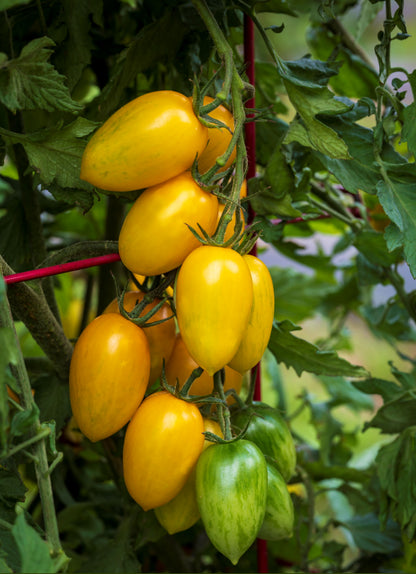 Tomato Bliss F1 Hybrid Seeds