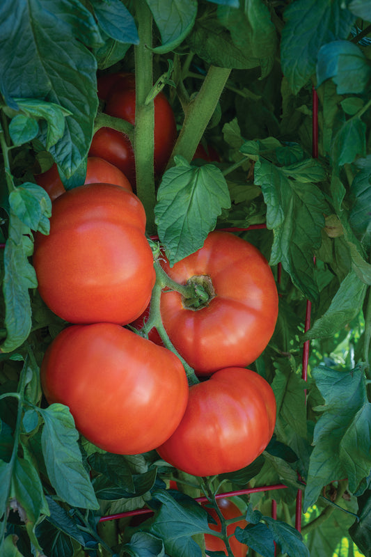 Tomato Bodacious F1 Hybrid Seeds