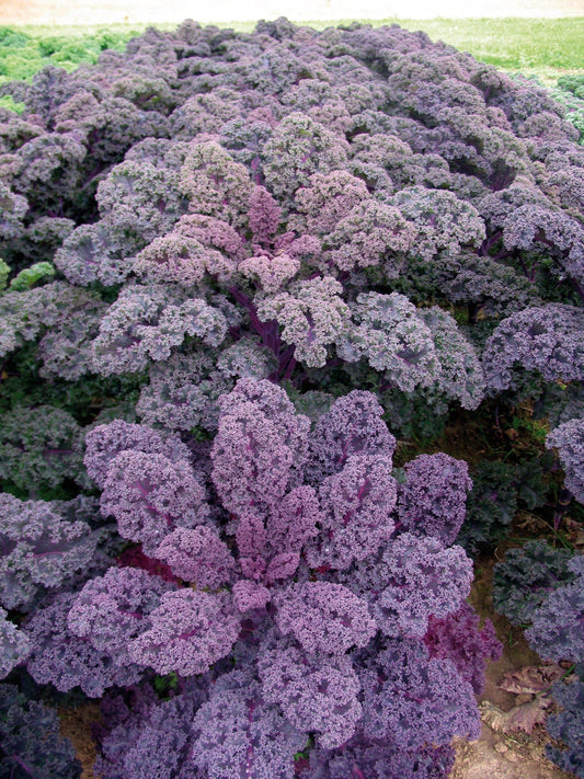 Borecole Redbor F1 Hybrid Seeds