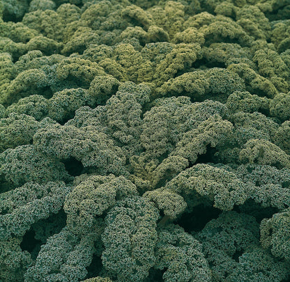 Borecole Winterbor F1 Hybrid Seeds