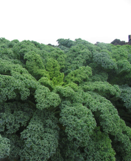 Borecole Winterbor F1 Hybrid Seeds
