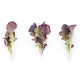 Lettuce Dark Red Oakleaf Bourdais RZ Seeds