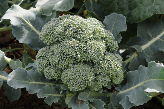 Broccoli Marathon Seeds