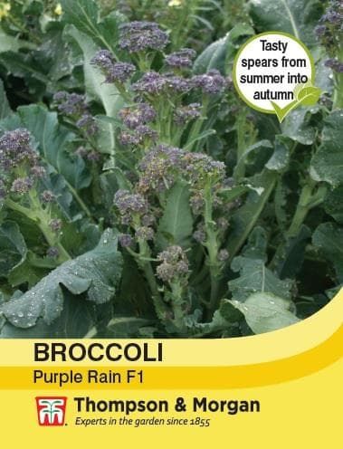Thompson & Morgan Broccoli Purple Rain F1 Hybrid 40 seed