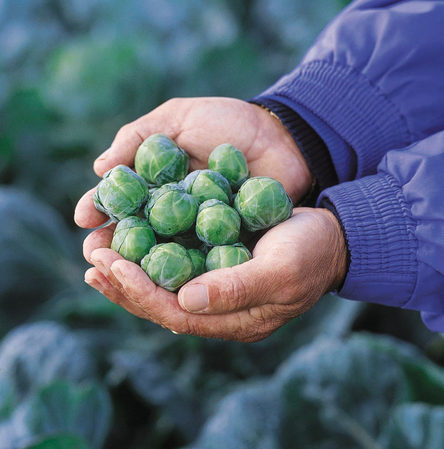 Brussels Sprouts Brilliant F1 Hybrid Seeds