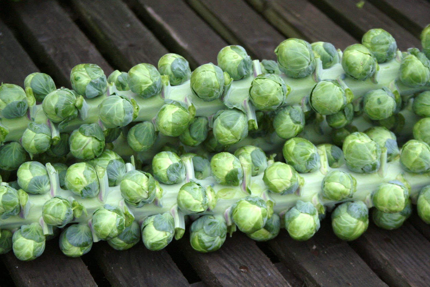 Brussels Sprouts Napoleon Seeds