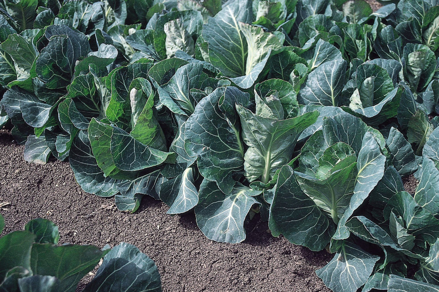 Cabbage Advantage F1 Hybrid Seeds