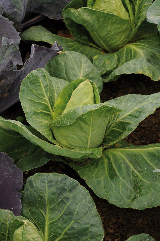 Cabbage Duncan F1 Hybrid Seeds