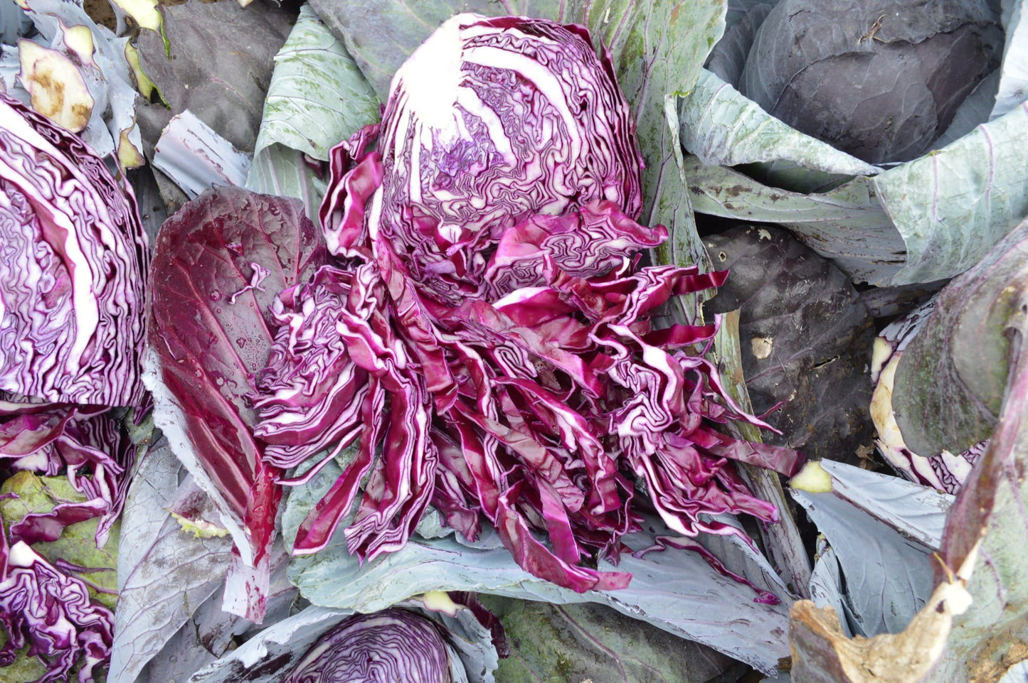 Cabbage Rococo F1 Hybrid Seeds