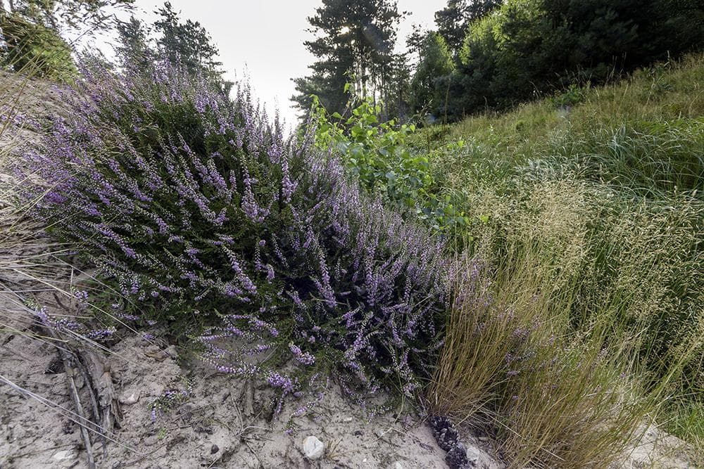 Calluna Vulgaris Common Heather Seeds