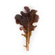 Lettuce Oakleaf Cantrell RZ Seeds