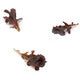 Lettuce Oakleaf Cantrell RZ Seeds