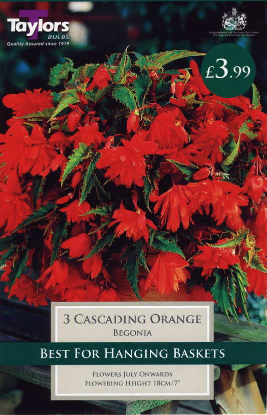 Taylors Begonia - Cascading Orange - 3 Tubers - Hanging Basket