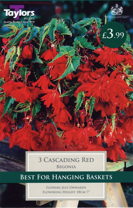 Taylors Begonia - Cascading Red - 3 Tubers - Hanging Basket