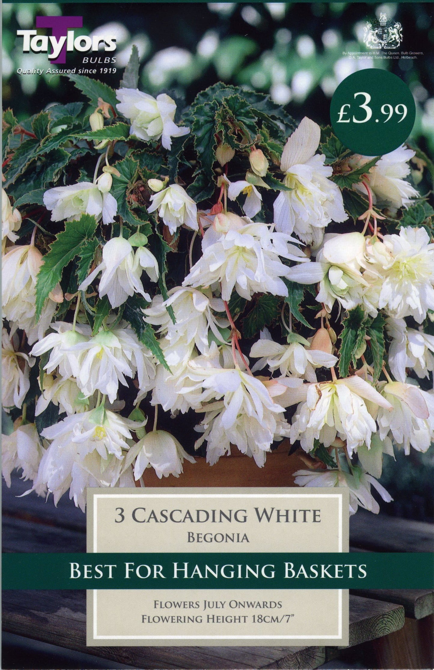 Taylors Begonia - Cascading White - 3 Tubers - Hanging Basket