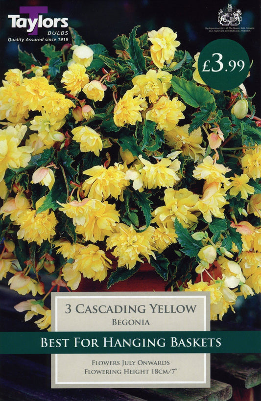 Taylors Begonia - Cascading Yellow - 3 Tubers - Hanging Basket