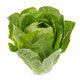 Lettuce Open Heart Cos Catriona RZ Seeds