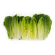 Lettuce Open Heart Cos Catriona RZ Seeds