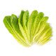 Lettuce Open Heart Cos Catriona RZ Seeds
