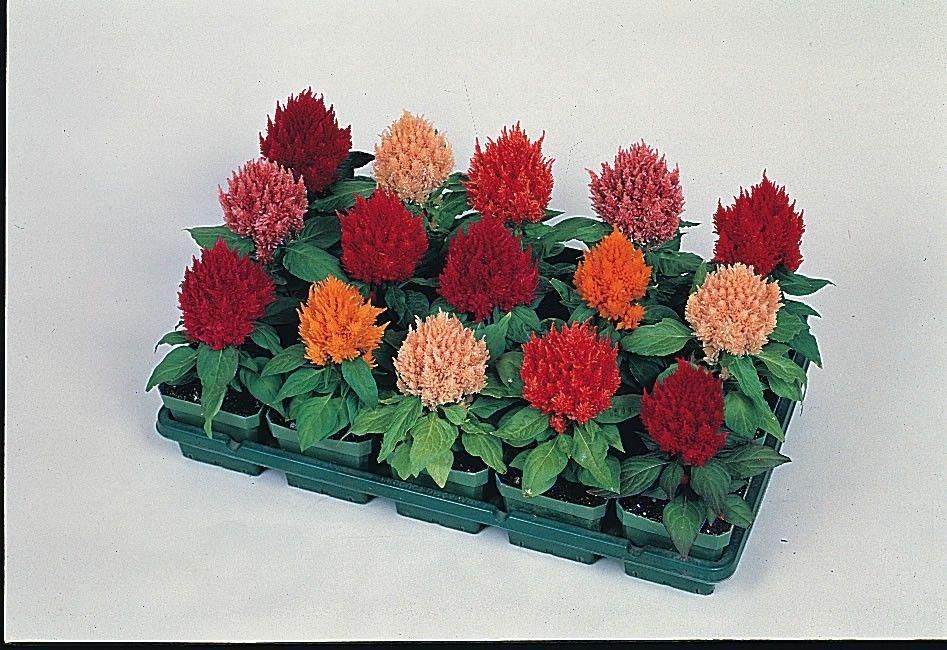 Celosia cristata Kimono Mixed Seeds