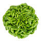 Lettuce Salanova Green Knox Chalmers RZ Seeds