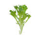 Lettuce Dark Green Incised Chapman RZ Seeds