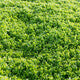 Lettuce Dark Green Incised Chapman RZ Seeds
