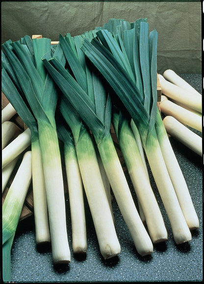 Leek Chef White Seeds