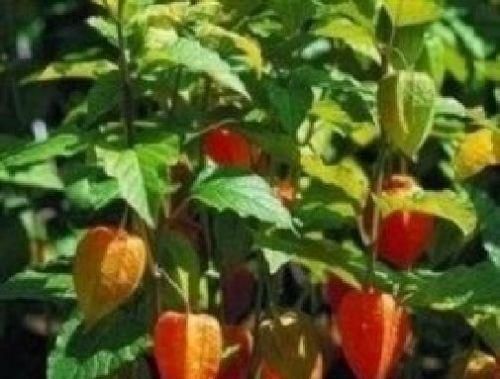 Chinese Lantern Physalis Seeds