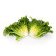 Lettuce Green Batavia Conversion RZ Seeds