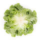 Lettuce Green Batavia Conversion RZ Seeds