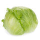 Lettuce Iceburg Knox Corianas RZ Seeds