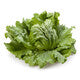Lettuce Iceburg Knox Corianas RZ Seeds