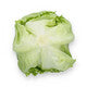 Lettuce Large Headed Iceburg Corvinas RZ Seeds