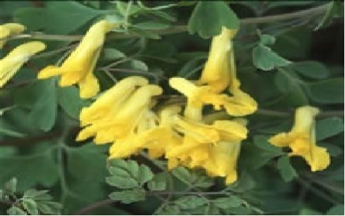 Corydalis lutea Seeds