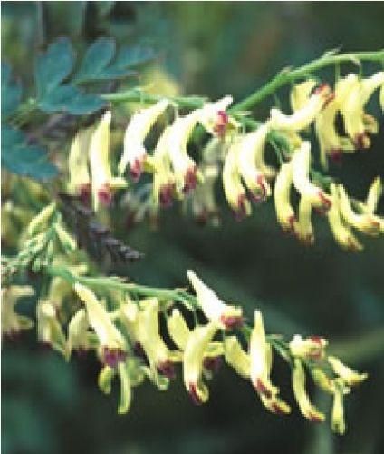Corydalis Ophiocarpa Seeds