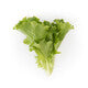 Lettuce Green Batavia Coulthard RZ Seeds