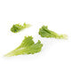 Lettuce Green Batavia Coulthard RZ Seeds