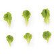 Lettuce Green Batavia Coulthard RZ Seeds